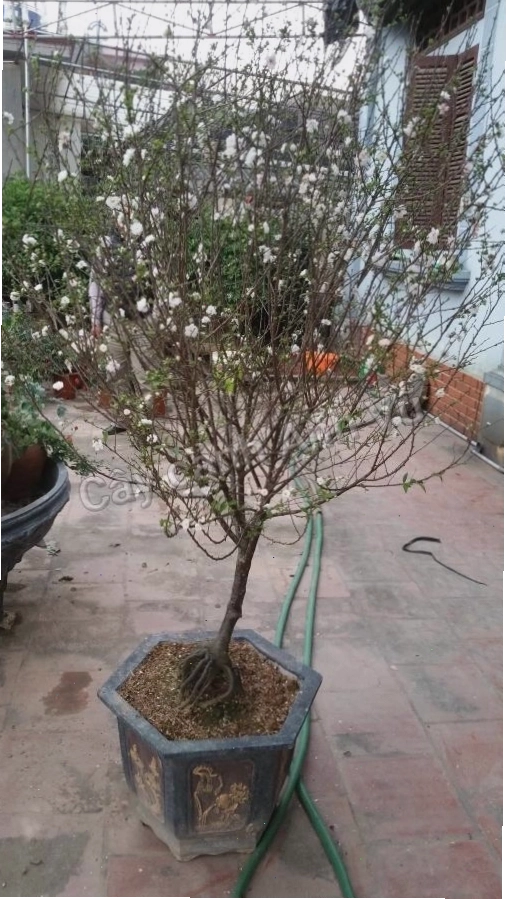 Cây mai trắng khoe sắc với những nụ hoa đỏ và bông trắng tinh khôi