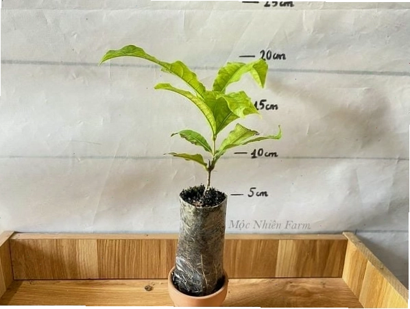 Cây mai trắng Thái leo với dáng vẻ mềm mại, uyển chuyển