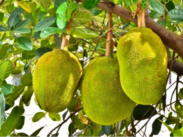 Cây mít có bộ rễ lớn, không nên trồng gần nhà