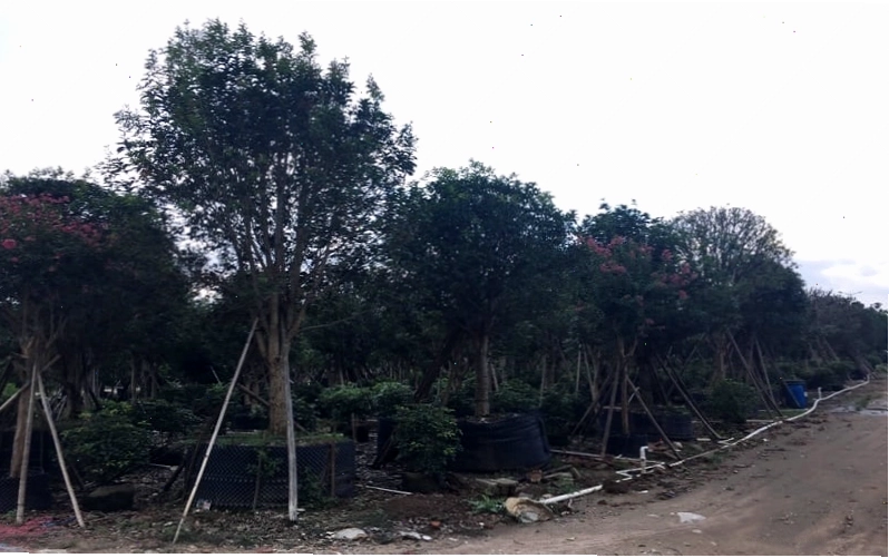 Cây mộc hương mang lại may mắn và tài lộc