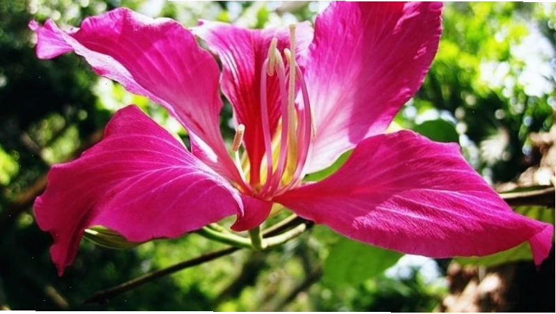 Cây móng bò tím được trồng phổ biến trong cảnh quan đô thị