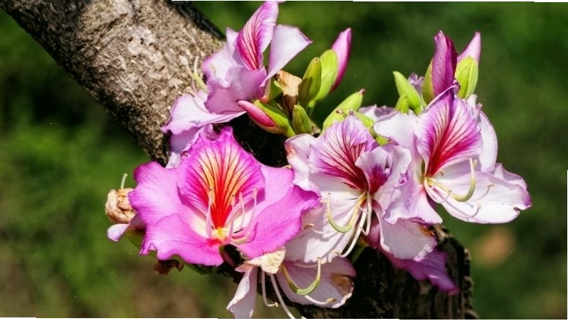 Cây móng bò tím thân gỗ với chiều cao trung bình từ 2 đến 6 mét
