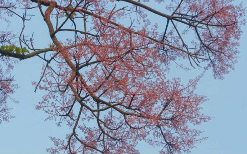 Cây Ngô Đồng Trung Quốc nở rộ