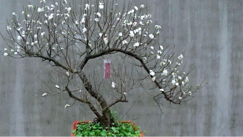 Cây nhất chi mai được tạo dáng bonsai đẹp mắt