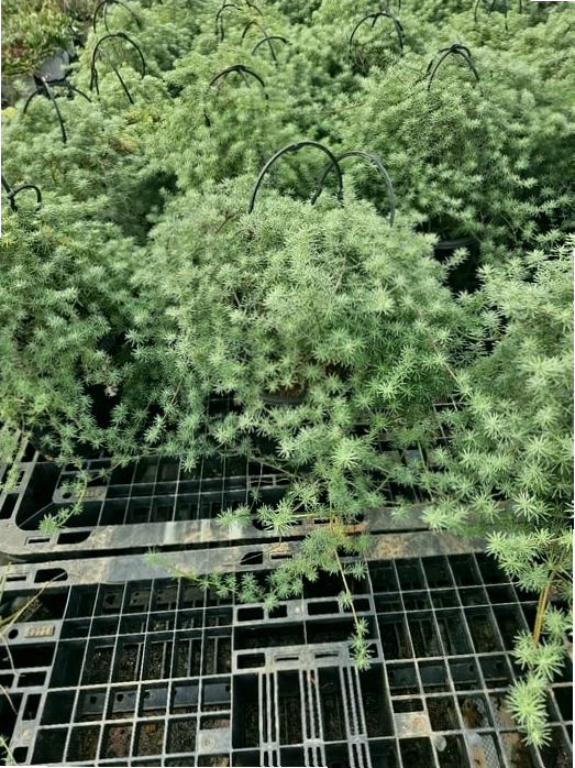 Cây Phượng Hoàng Lửa con với tán lá xanh mướt