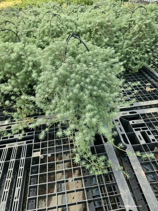 Cây Phượng Hoàng Lửa trưởng thành với tán lá xanh um