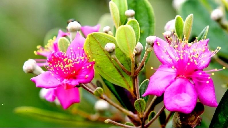 Cây sim tím trong khung cảnh thiên nhiên thơ mộng
