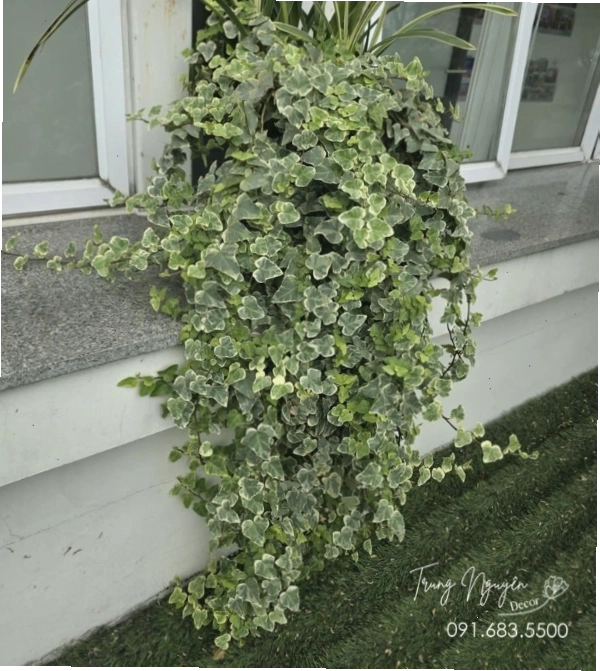 Cây Thường Xuân với lá xanh mướt