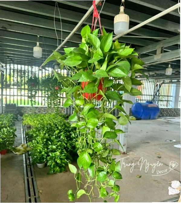 Cây Trầu Bà rủ trong môi trường thủy sinh
