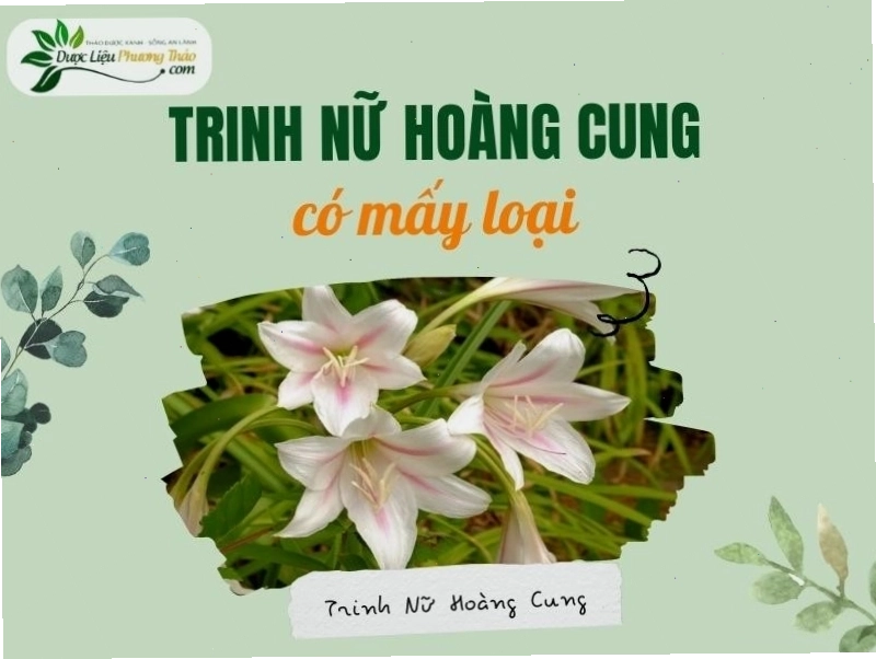 Cây trinh nữ hoàng cung lá rộng với lá to và hoa trắng nở rộ