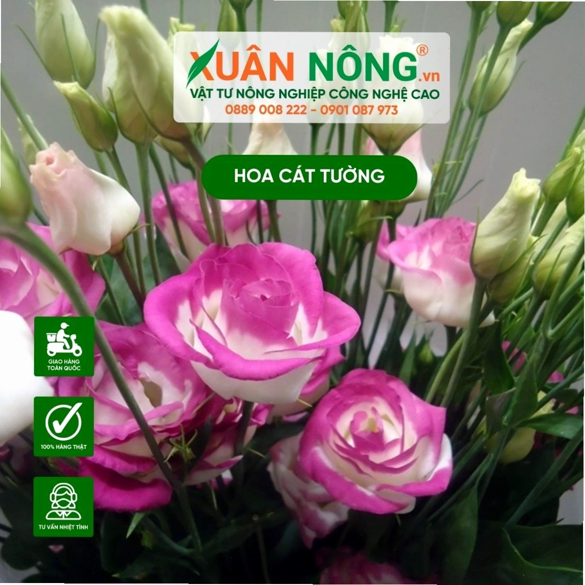 Chăm sóc hoa cát tường định kỳ để cây phát triển tốt