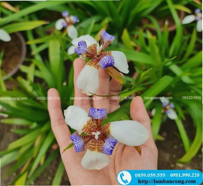 Chậu cây hoa diên vĩ trắng với những bông hoa nở rộ