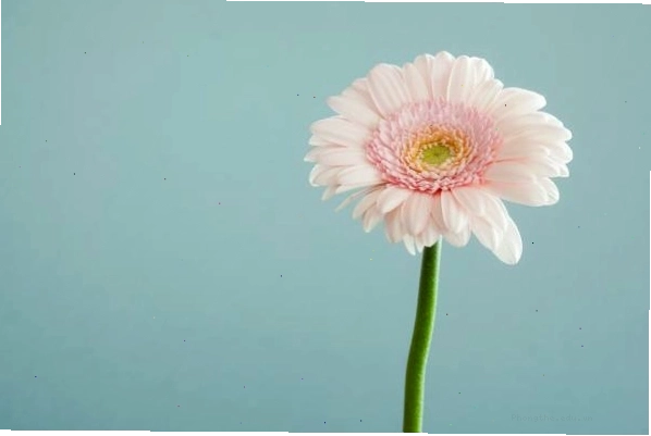 Chậu hoa đồng tiền với nhiều bông nở rộ