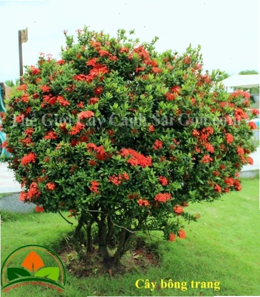 Chậu hoa dừa cạn thái với nhiều màu sắc rực rỡ