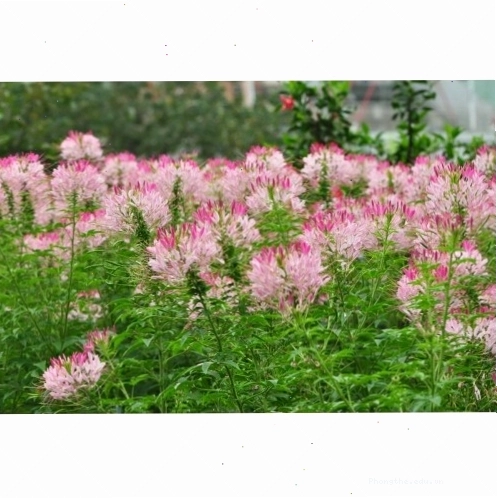 Chậu hoa hồng ri màu hồng phấn với nhụy vàng tươi tắn