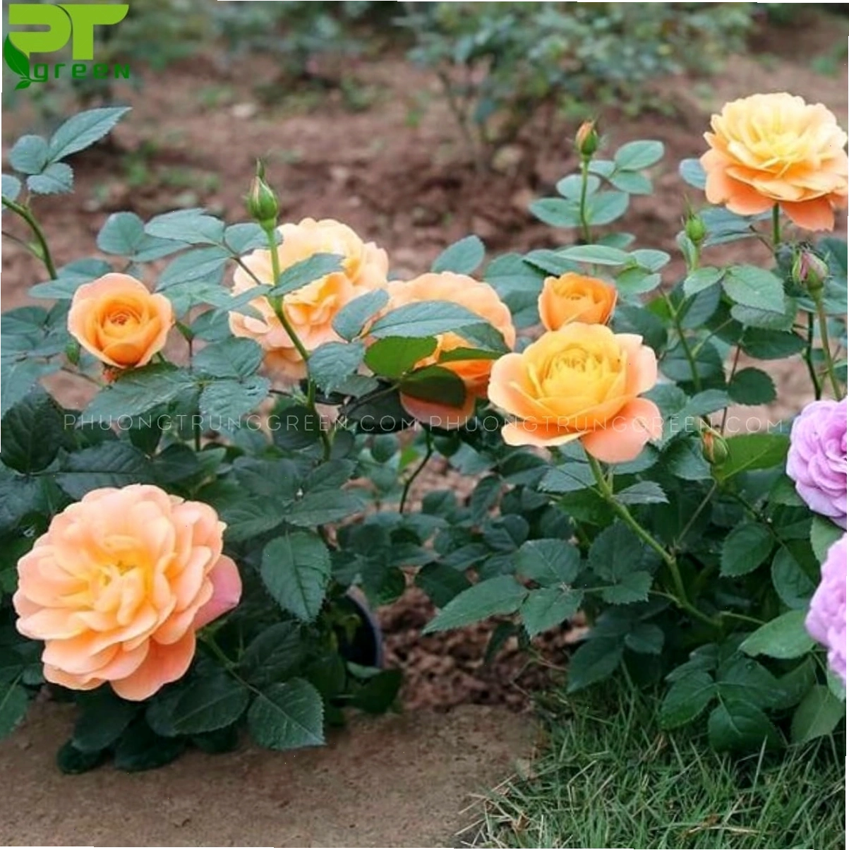 Chậu hoa hồng tỉ muội đỏ với những bông hoa nhỏ xinh khoe sắc dưới nắng