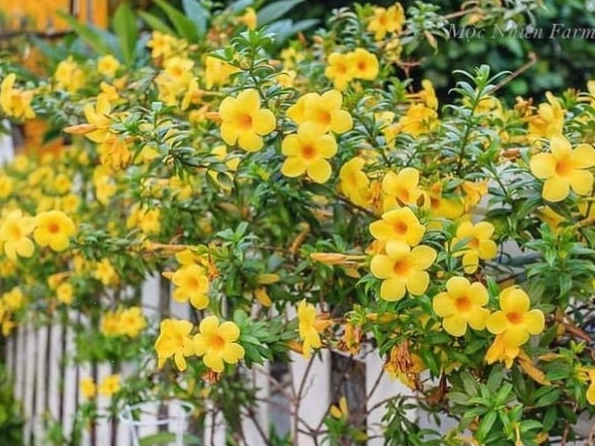 Chậu hoa huỳnh anh vàng được trồng trong đất tơi xốp