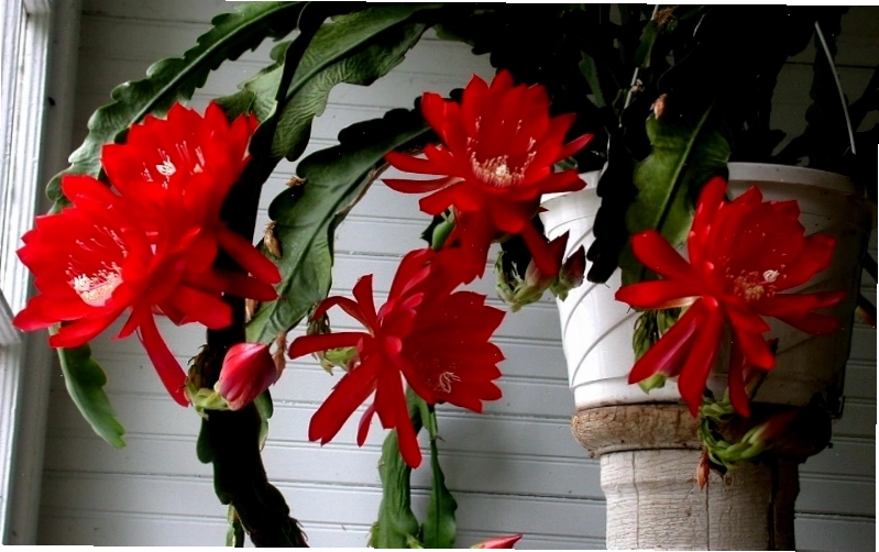 Chậu hoa Quỳnh Hương màu đỏ rực rỡ