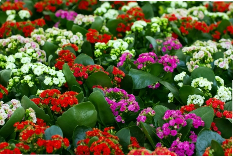 Chậu hoa sống đời với những chùm hoa nhỏ xinh, biểu tượng của sự trường thọ