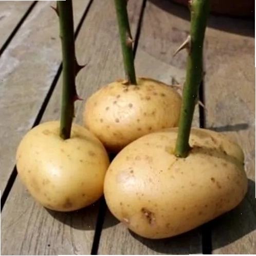 Chọn cành hoa hồng bánh tẻ để giâm
