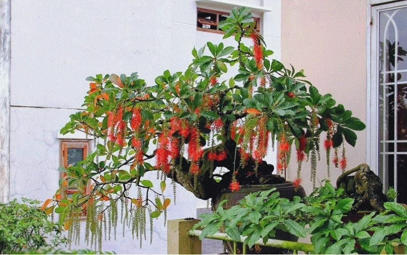 Chọn đất tơi xốp và duy trì độ ẩm cho cây lộc vừng phát triển tốt