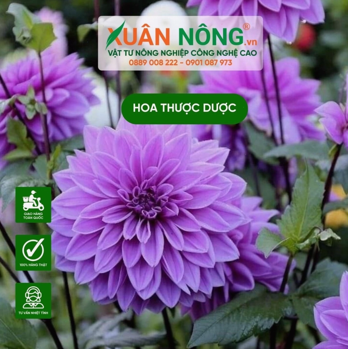 Chọn lựa củ giống hoa thược dược khỏe mạnh và không bị sâu bệnh