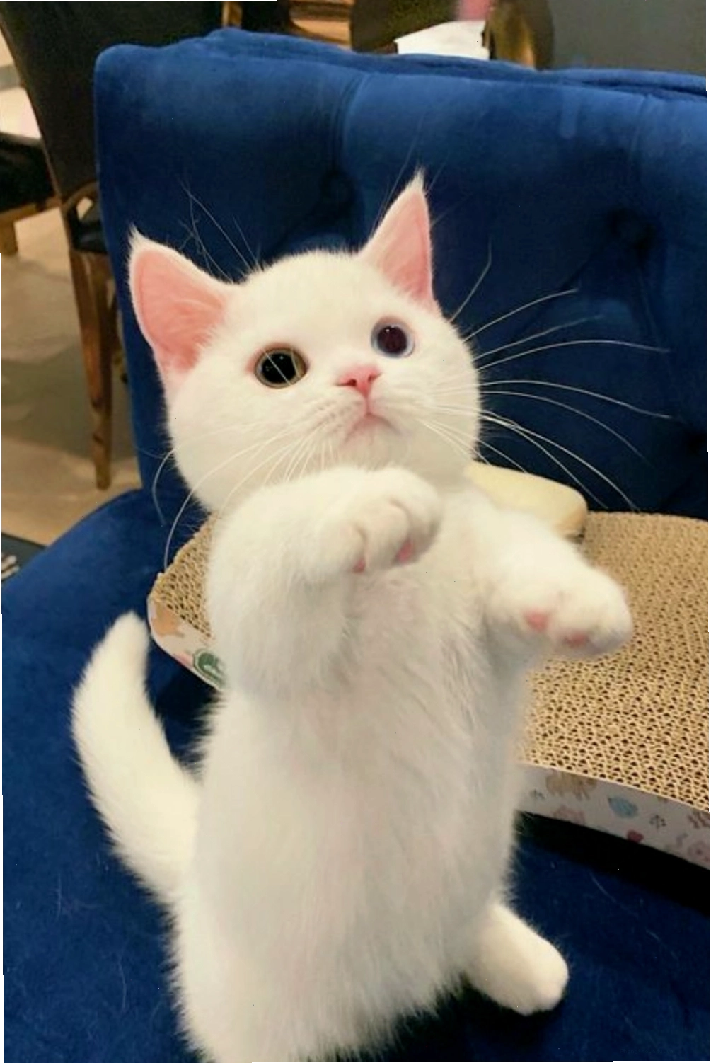 Chú mèo vươn vai đầy dễ thương