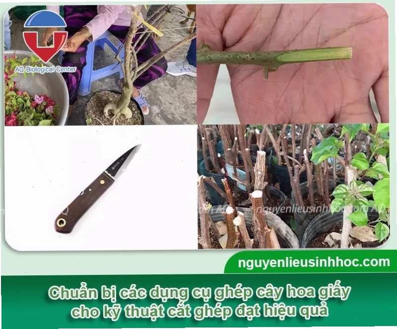 Chuẩn bị cành ghép và cây gốc trước khi tiến hành ghép hoa giấy