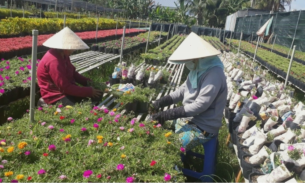 Chuẩn bị đất trồng tơi xốp cho hoa mười giờ