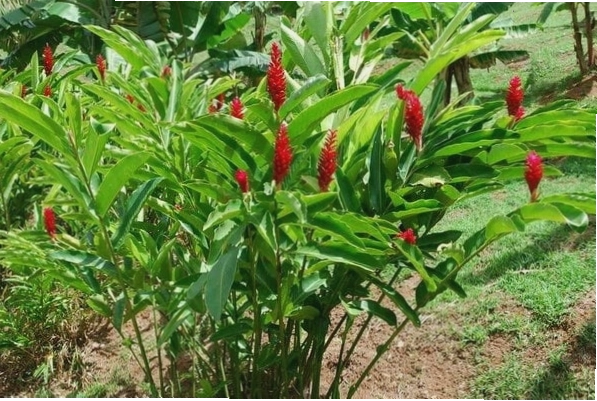Chùm hoa hạnh phúc màu đỏ rực rỡ với cánh hoa nhỏ xếp lớp tinh tế