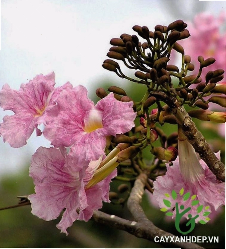 Chùm hoa loa kèn hồng khoe sắc rực rỡ