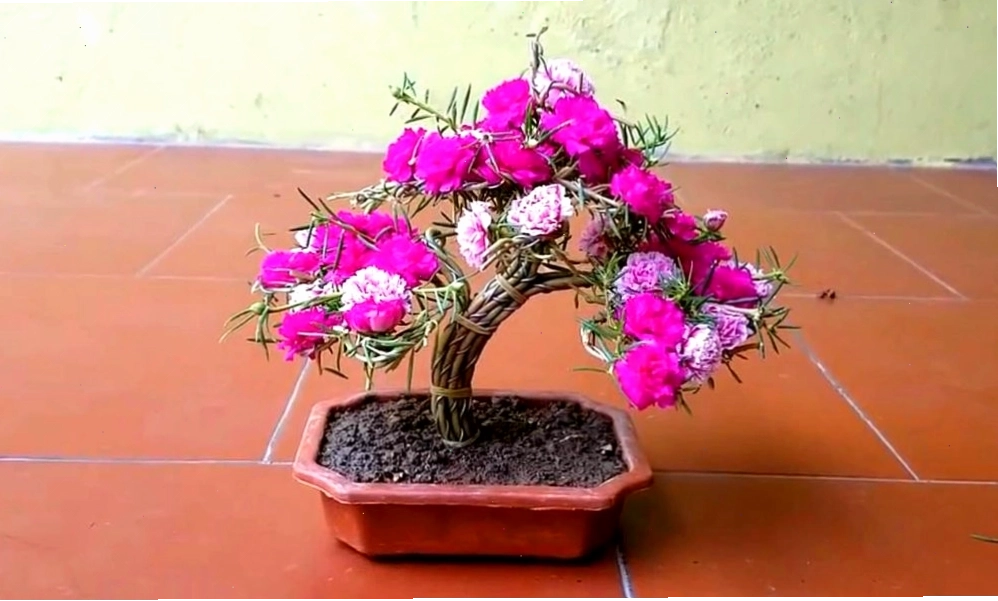 Chùm hoa mười giờ nở rộ dưới ánh nắng