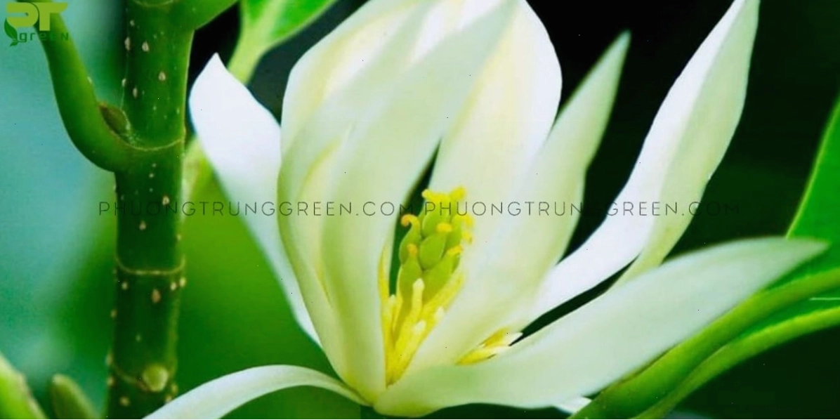 Chùm hoa Ngọc Lan vàng rực rỡ tỏa hương về đêm