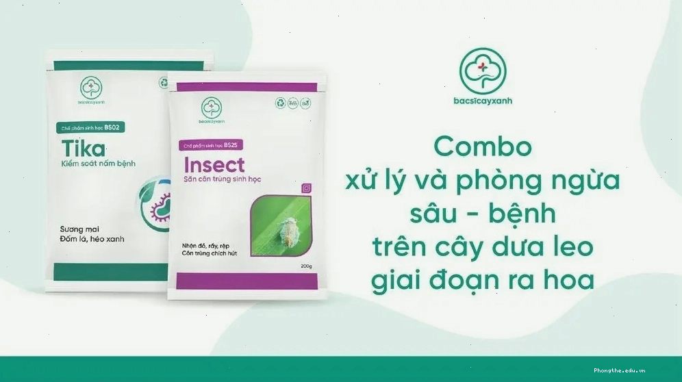 Combo quản lý sâu bệnh hại trên cây dưa leo hiệu quả