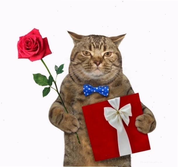Cute meme mèo tặng hoa siêu lòng mọi tín đồ yêu mèo
