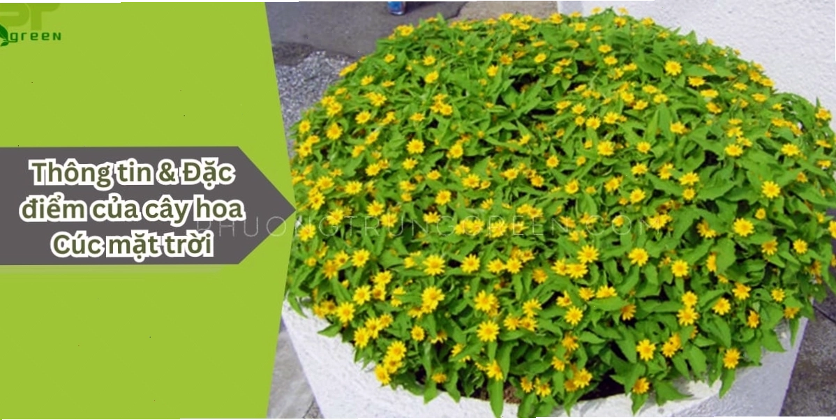 Đặc điểm của cây hoa cúc mặt trời với thân cao và lá to bản