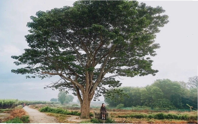 Đặc điểm của cây Ngô Đồng Trung Quốc với những chùm hoa màu trắng ngà