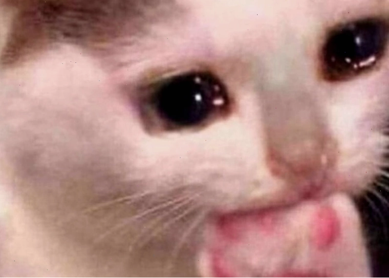 Động vật với biểu cảm meme rơi lệ