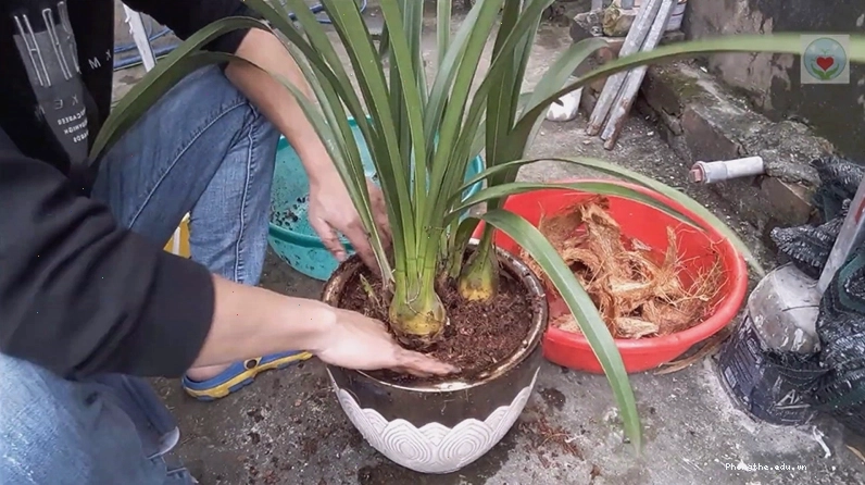 Giá thể trồng địa lan cần đảm bảo độ tơi xốp và thoát nước tốt