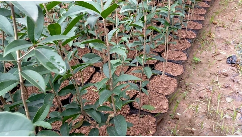 Giá và địa chỉ mua cây mộc hương uy tín