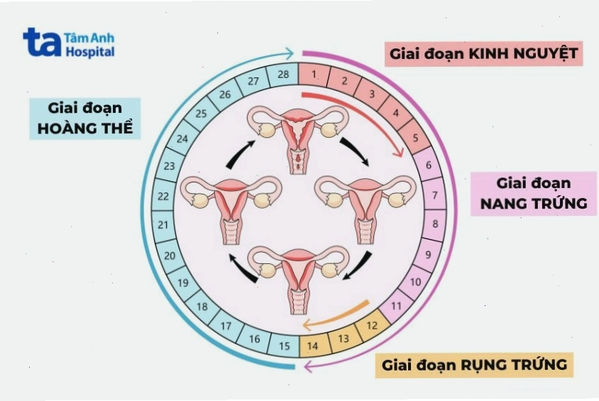 Giai đoạn hoàng thể bắt đầu sau rụng trứng và kết thúc khi có kinh nguyệt