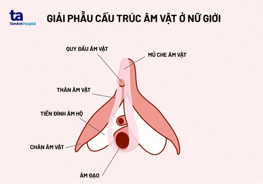 Giải phẫu cấu trúc chi tiết của âm vật phụ nữ