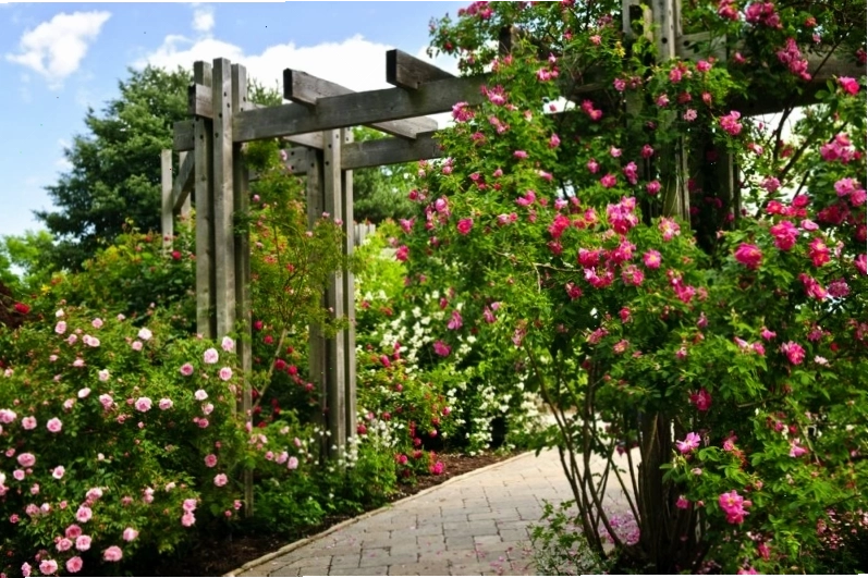 Giàn hoa hồng leo rực rỡ trên cấu trúc pergola tạo điểm nhấn lãng mạn