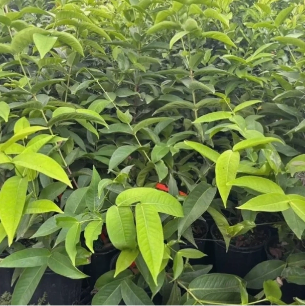Giỏ mận Tam Hoa tươi ngon sẵn sàng thưởng thức