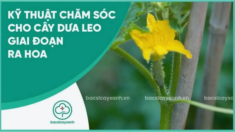 Giữ ẩm cho đất là yếu tố quan trọng khi chăm sóc dưa leo giai đoạn ra hoa