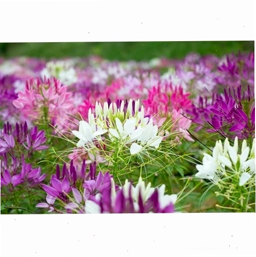 Hạt giống hoa hồng ri màu đỏ rực rỡ