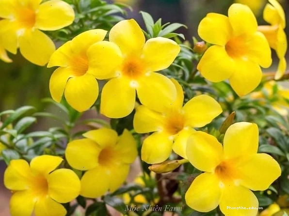 Hình ảnh bông hoa huỳnh anh màu vàng rực với hình dáng đặc trưng