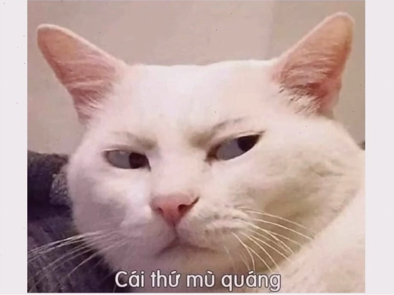 Hình ảnh meme mèo hài hước
