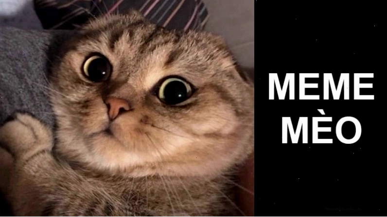 Hình ảnh meme mèo khoe cơ bắp với chú thích hài hước