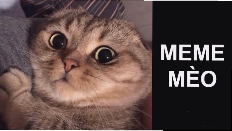 Hình ảnh meme mèo ngại ngùng